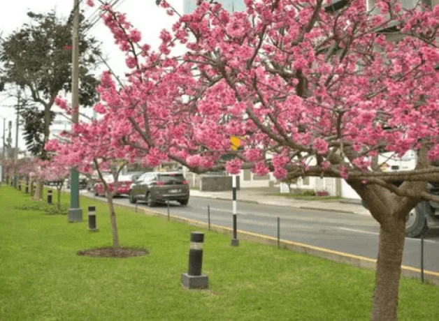 llegada-de-la-primavera-2025