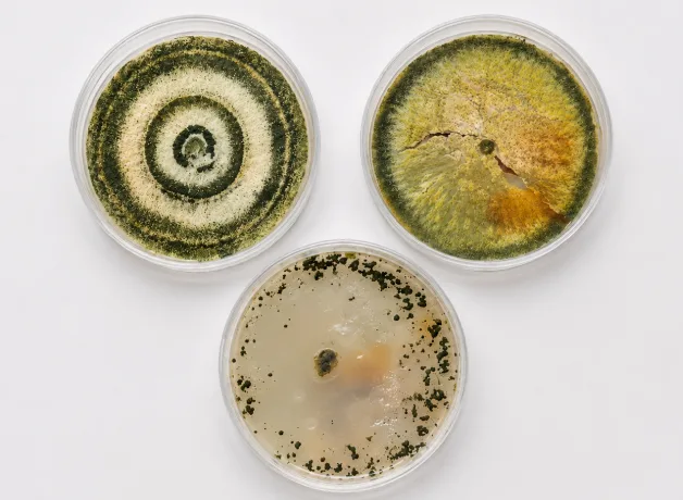investigadores-desarrollan-bioinoculante-amazonico